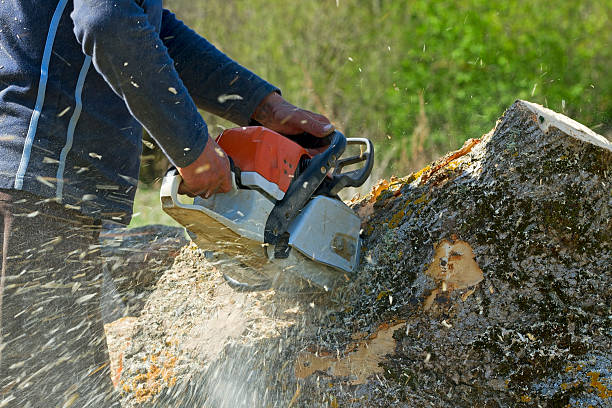 Cherry Creek, CO  Tree Services Company