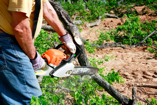 Best Tree Removal Service  in Cherry Creek, CO